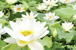 연꽃마을
